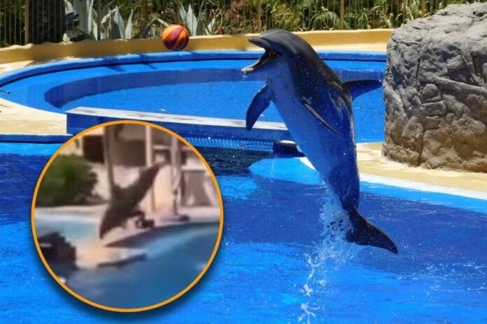 Gobierno de Solidaridad sobre fallecimiento de delfín en Riviera Maya: 