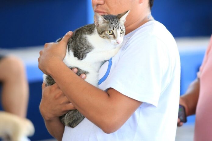 Playa del Carmen preparó campaña de vacunación para mascotas para reforzar prevención de enfermedades zoonóticas