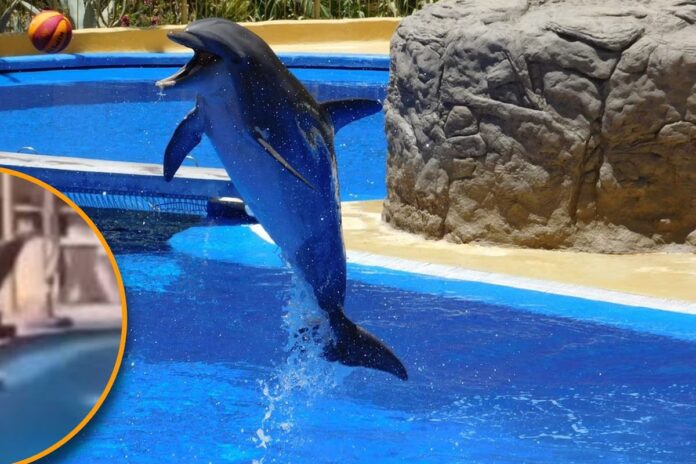 Playa del Carmen refuerza su compromiso contra el maltrato animal: Alcaldesa apoya clausura del delfinario del Hotel Barceló Riviera Maya