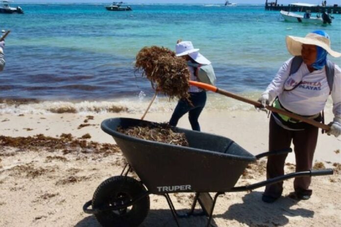 Puerto Morelos refuerza limpieza de sargazo y promueve cultura del cuidado animal ante temporada alta
