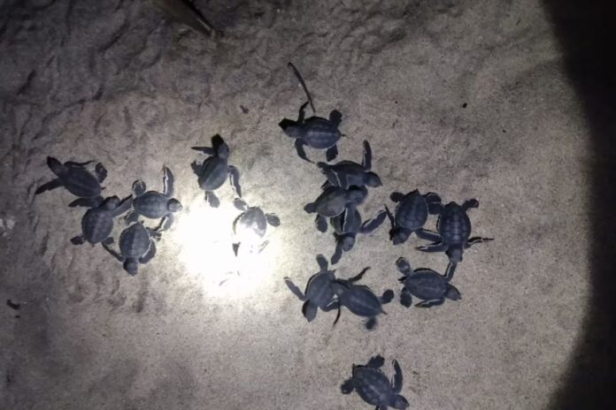 Michoacán celebra temporada récord de anidación de tortugas marinas: nacen cinco millones de crías