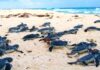 Cancún consolida una exitosa temporada de conservación de tortugas marinas
