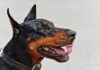 CDMX confirma primer caso de gusano barrenador en un perro