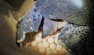 Primeros nidos de tortuga caguama en Xpu-Há, Playa del Carmen, al inicio de la temporada de anidación 2026