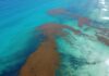 UNAM detecta temporada récord de sargazo y alerta impacto en Quintana Roo