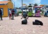 Quintana Roo refuerza proyectos de movilidad en Mahahual e Isla Mujeres Trabajos de levantamiento vial y movilidad turística realizados en Mahahual e Isla Mujeres por Imoveqroo.