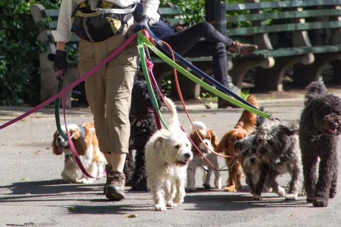 ¿De qué va la reforma constitucional para prohibir el maltrato animal?