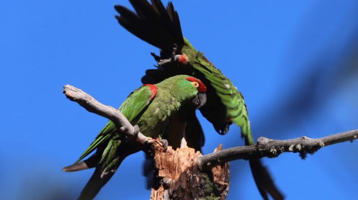 La cotorra serrana occidental: Un símbolo de esperanza y una aliada contra la crisis climática
