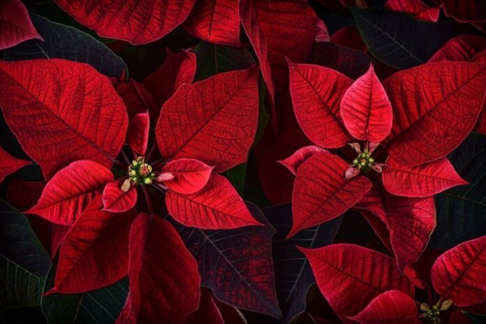 La nochebuena, un icono navideño que también tiene lugar en la cocina mexicana