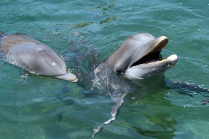 Delfines en el Golfo de México dan positivo a fentanilo y otras drogas