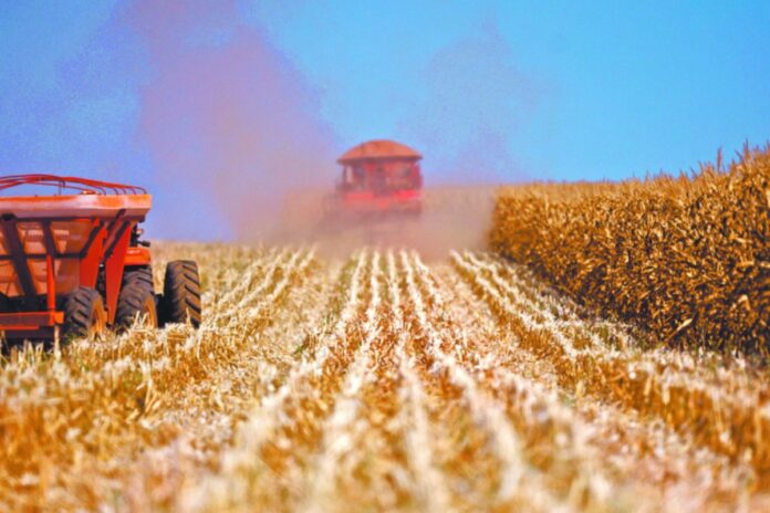 Claudia Sheinbaum confía que el Congreso aprobará en 2025 prohibición de siembra de maíz transgénico