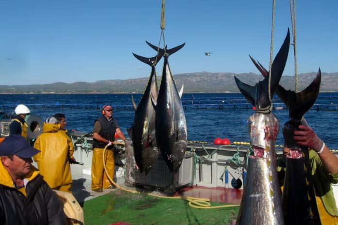 El atún rojo: de la recuperación al desafío del cambio climático