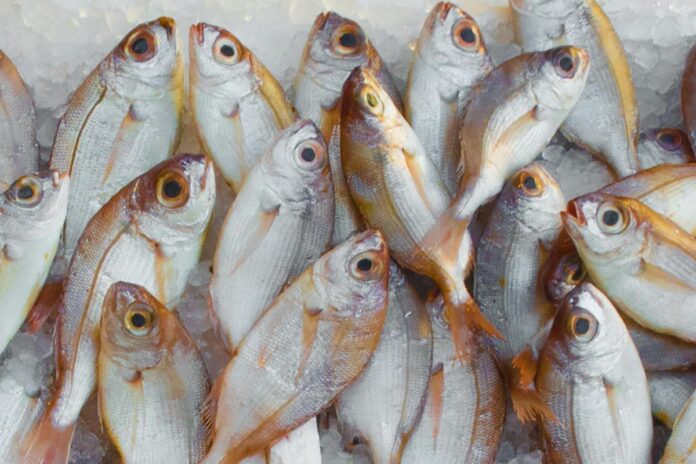 10 consejos para identificar pescados y mariscos frescos durante la Cuaresma