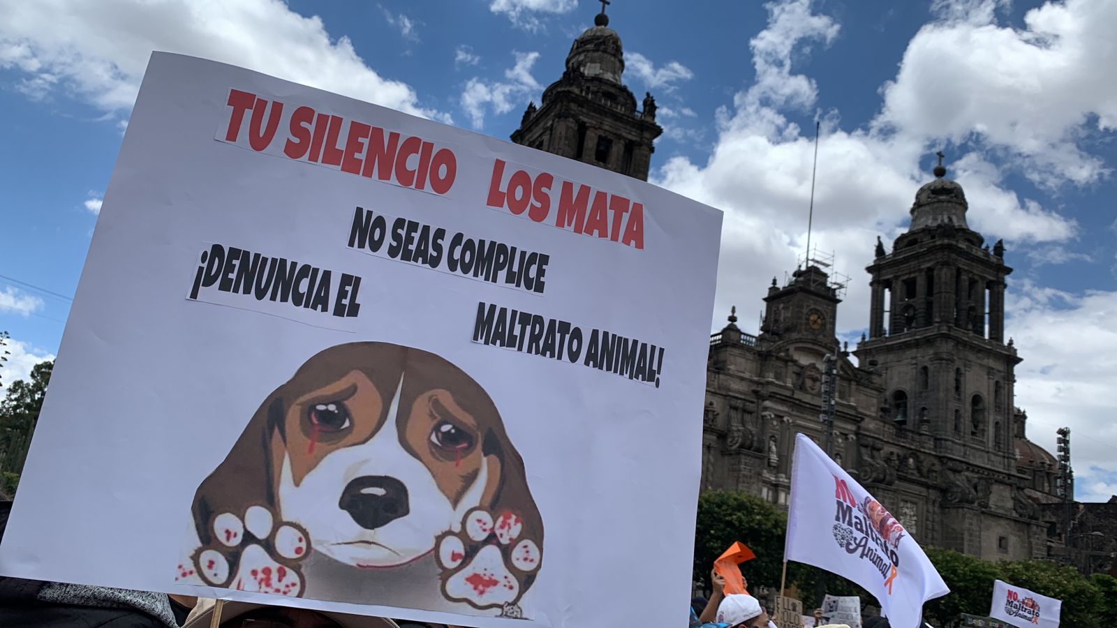 Información Sobre El Maltrato Animal En México cronicamaya.com