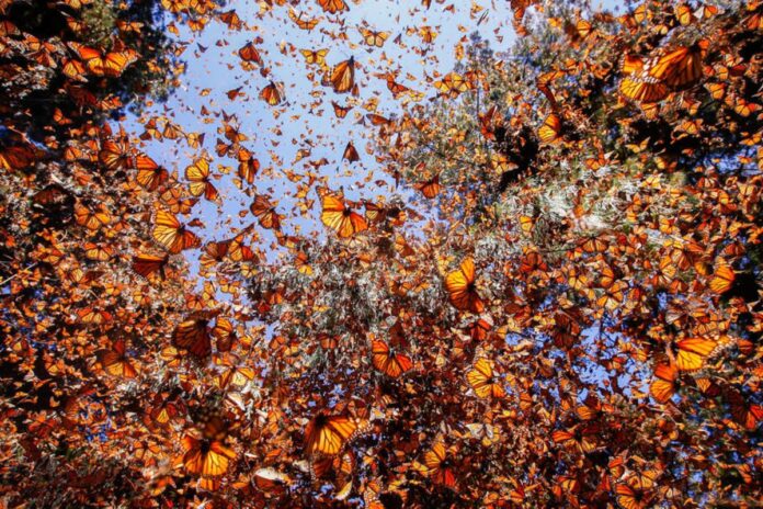 Aumento del 99% en la presencia de la mariposa Monarca en México durante el invierno 2024-2025