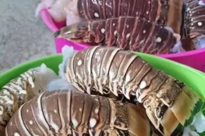 Alerta en Cozumel: pesca furtiva amenaza la supervivencia de la langosta