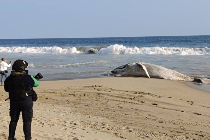 Muere ballena jorobada varada en Guerrero: denuncian pesca irresponsable y daño al ecosistema