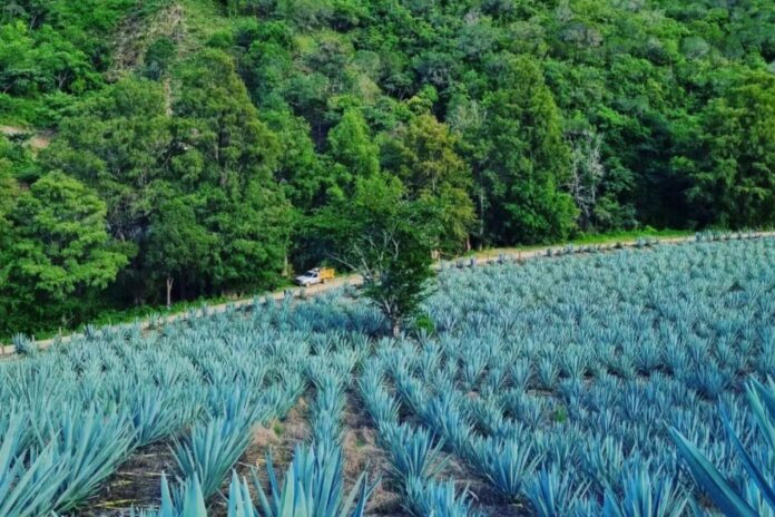 Jalisco consolida liderazgo en producción sustentable de tequila con la certificación ARA