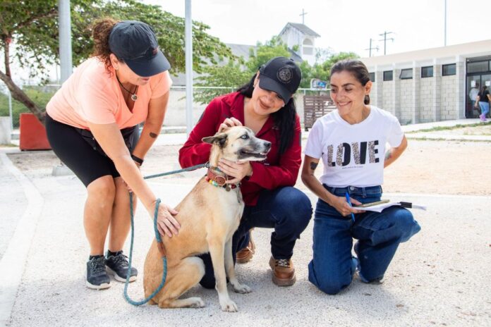 Playa del Carmen está a punto de hacer historia con su primera clínica gratuita para animales