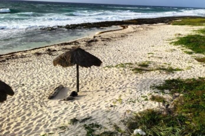 Cozumel se mantiene en semáforo verde por sargazo y fortalece acciones de limpieza ante temporada alta