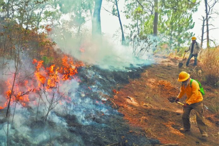 México ha registrado 2,885 incendios forestales en lo que va del año: más de 216 mil hectáreas afectadas