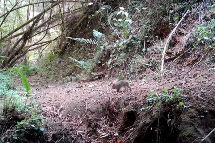Redescubren al conejo de Omiltemi gracias al trabajo con comunidades en la sierra de Guerrero