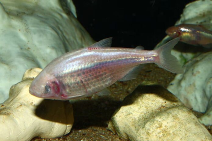 Astyanax mexicanus: el pez ciego de México que revoluciona la ciencia médica