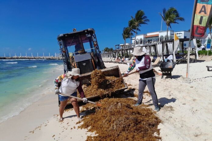Intensifican labores para contener arribo excesivo de sargazo en las playas de Playa del Carmen