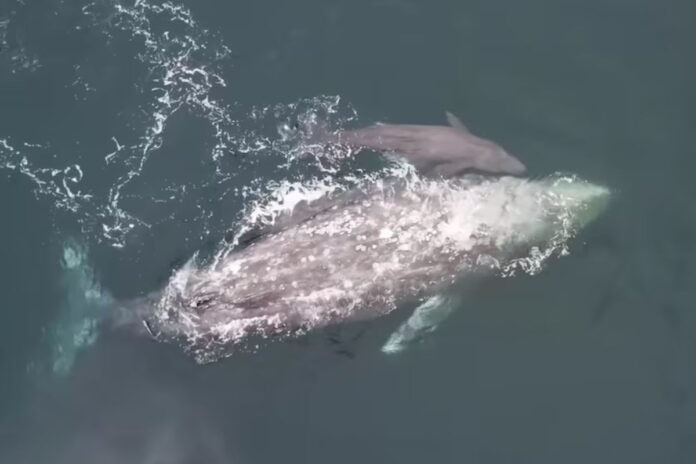 Alerta en costas mexicanas: 91 ballenas grises muertas en lo que va de 2025, la peor cifra registrada en años