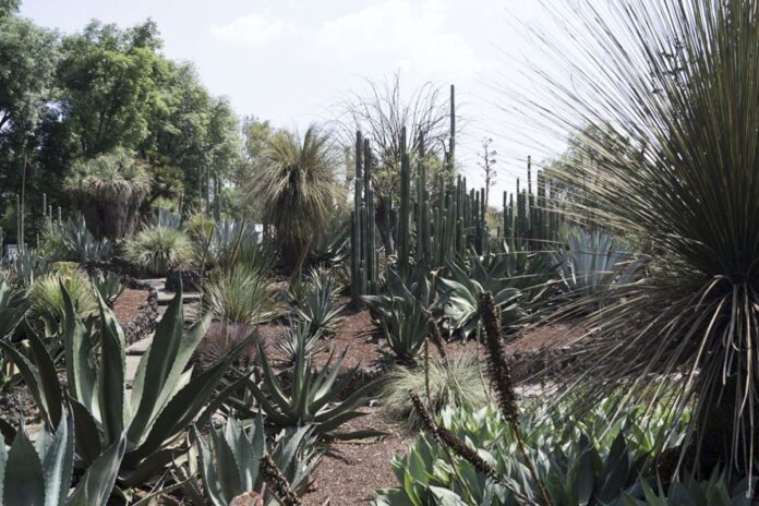 Jardín Botánico de la UNAM celebra su legado como santuario con el resguardo de más de 1,600 especies de plantas 