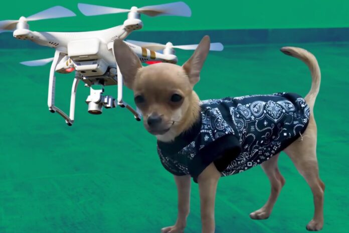 Indignación en Quintana Roo: Jóvenes elevan a un perro con un dron y autoridades rescatan al animal