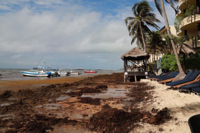 Playa del Carmen rompe récord en recolección de sargazo: más de 10 mil toneladas retiradas desde enero