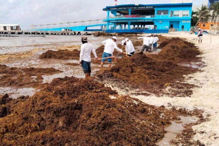 Gobierno de Estefanía Mercado refuerza estrategia contra el sargazo con trabajo permanente y acciones coordinadas en Playa del Carmen