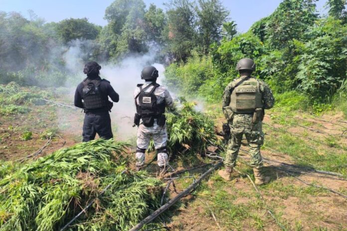 De planta sagrada a moneda del crimen: la transformación de la marihuana en México
