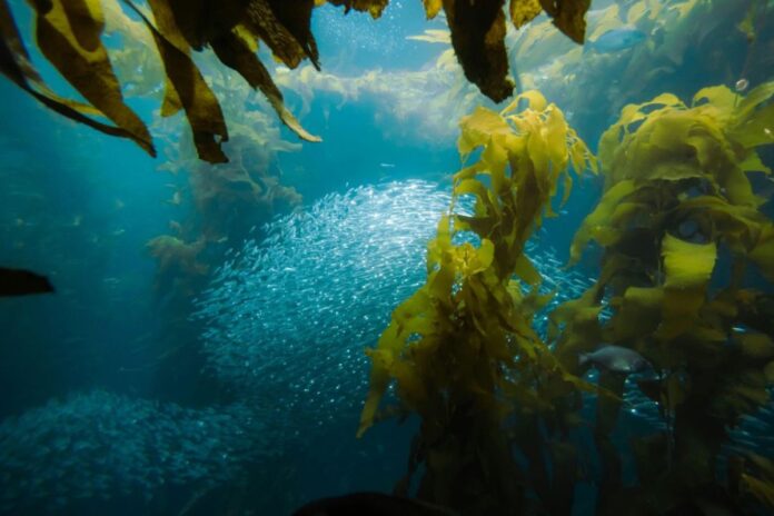 México da un paso histórico por los océanos: Senado ratifica Tratado Global de Alta Mar