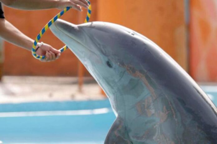 México pone fin a los delfinarios: será la última generación en cautiverio