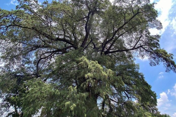 ¿Tu barrio tiene un árbol legendario? La SEDEMA lanza convocatoria para reconocerlos como 