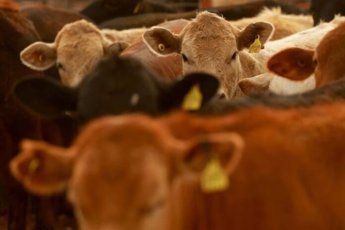 Claudia Sheinbaum anuncia reapertura gradual de la frontera con EE. UU. tras contener brote de gusano barrenador