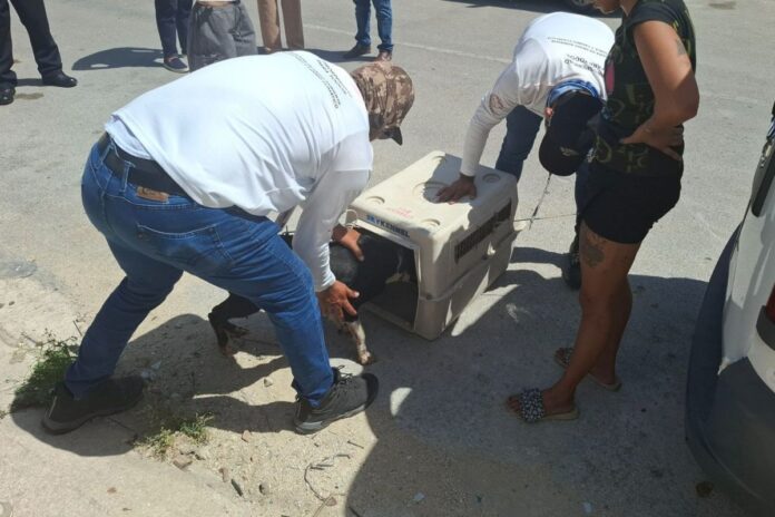 Tolerancia cero al maltrato animal en Playa del Carmen: Estefanía Mercado responde con firmeza tras nuevo caso de crueldad