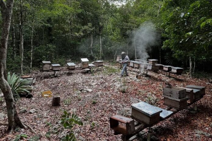 Gobierno de Estefanía Mercado lanza campaña contra varroasis para proteger abejas y campo en Playa del Carmen