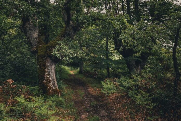 Programa Nacional de Restauración Ambiental: México apuesta por la restauración de ecosistemas como política de Estado