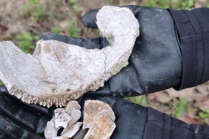 Hallan presunto crematorio y campo de entrenamiento en Cerro de Cuauhtépetl, Jalisco