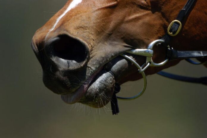 Desfile ecuestre en Playa del Carmen termina en tragedia: Dos caballos colapsan por golpe de calor