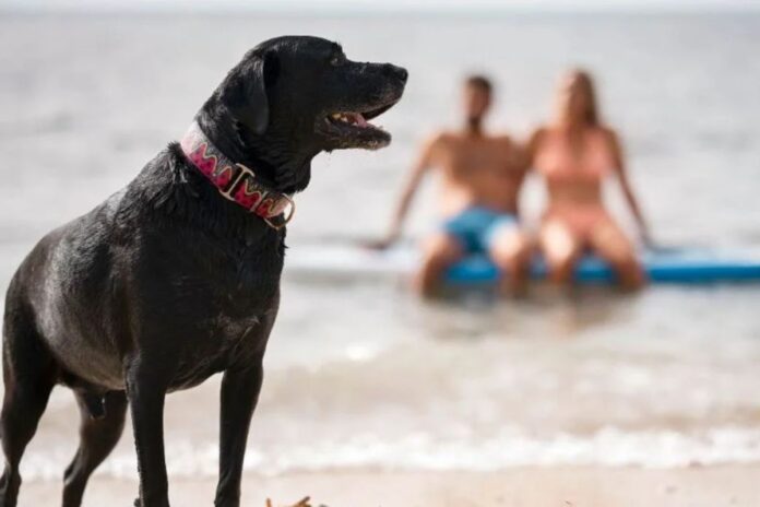 Dog Beach en Playa del Carmen: Un paraíso pet-friendly para disfrutar con tu lomito estas vacaciones
