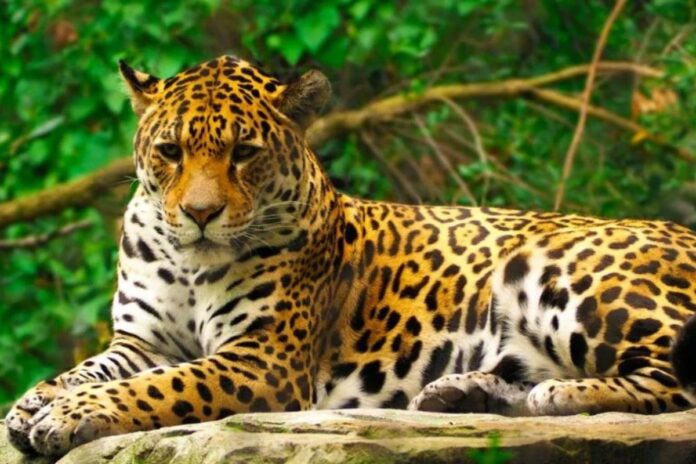 Parque del Jaguar en Tulum: Una aventura ecológica y cultural para las vacaciones de verano 2025