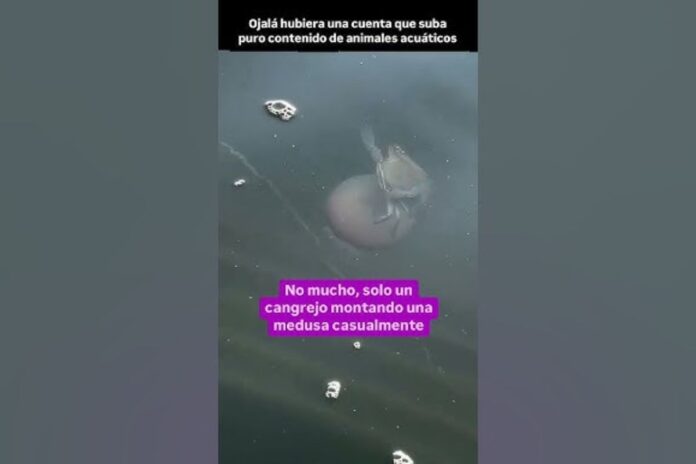 Pequeño cangrejo polizón captado sobre una Medusa en un video viral