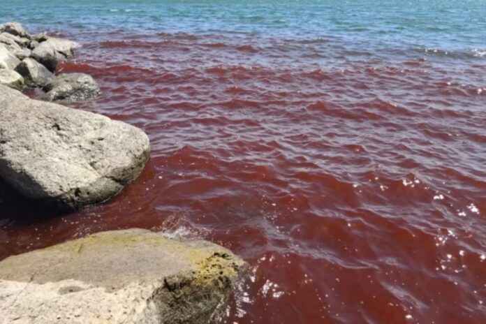 Mar de Galilea se tiñe de rojo: ¿Señal bíblica o fenómeno natural?