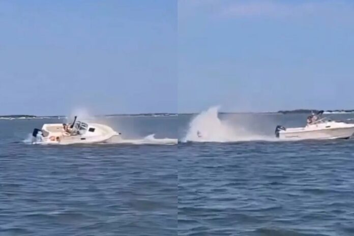 Ballena Minke muere tras colisión con lancha en la bahía de Barnegat