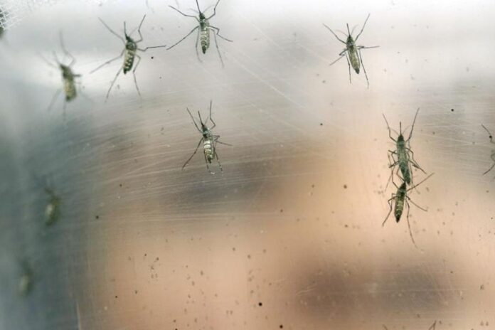 Alerta en China por el mayor brote de Chikungunya: Más de 8,000 casos en Foshan