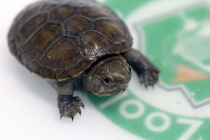 Nace primer ejemplar de tortuga casquito en Zoológico de Guadalajara: Un hito para su conservación